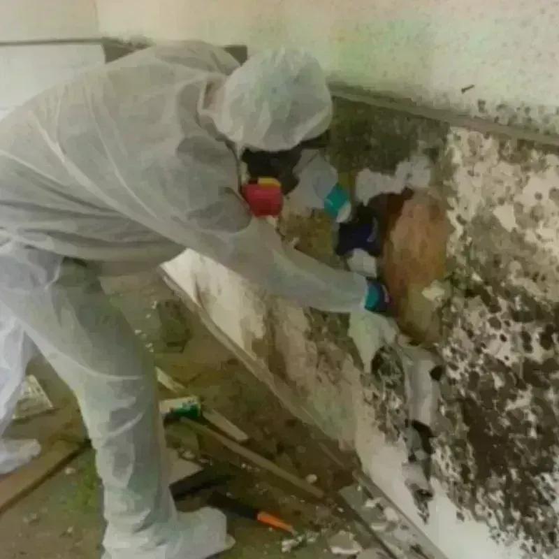 Mold Remediation and Removal in Ipswich, SD